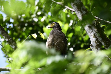 Fototapeta premium A stunning close-up of a Crested Serpent-Eagle perched in a tree, its piercing yellow eyes looking to the side. The image captures its speckled plumage and the lush green foliage surrounding it.
