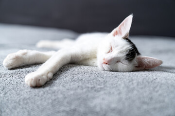 Adorable white kitten sleeping peacefully on soft grey blanket, close up of cute baby cat resting indoors, cozy and calm domestic pet photo perfect for animal care, sleep, or pet lifestyle themes