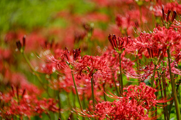 秋に咲く赤い彼岸花の群生