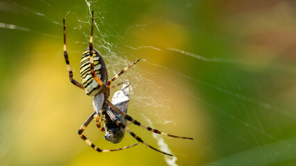 wasp spider with a prey in its web