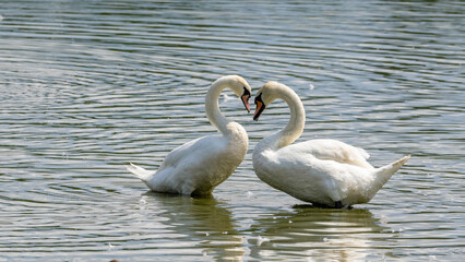 couple of swans making avances on a lake