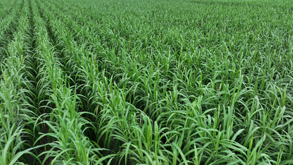 Aerial view of sugarcane plants growing at field