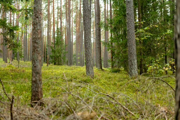 Serene Lithuanian forest with tall pines, moss-covered ground, and lush greenery creating a peaceful, untouched atmosphere.