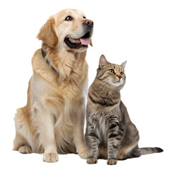 Obraz premium Golden Retriever and Tabby Cat Best Friends Forever