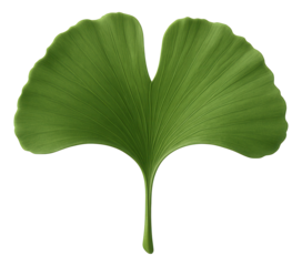 Ginkgo leaf with fan-shaped form and two lobes