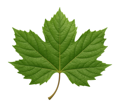Sycamore leaf with broad, palmate lobes and rough texture