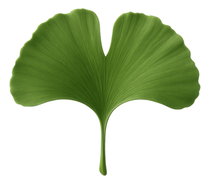 Ginkgo leaf with fan-shaped form and two lobes