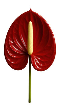 Crimson anthurium bloom with a waxy texture and cylindrical spadix