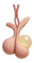 Pituitary gland with Rathke's cleft cyst displaying smooth-walled cystic space