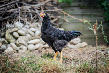 Eine junge schwarze Henne steht in einem Biogarten