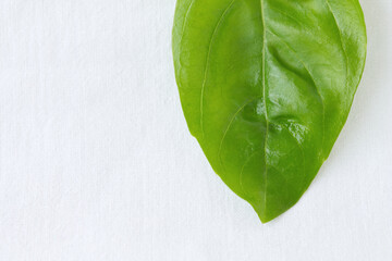 Fresh green basil leaf macro on white linen background. Minimalist food concept with ample copy...