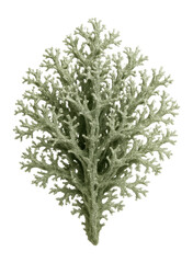 Fototapeta na wymiar Oakmoss lichen with short, bushy branches and a pale greenish-gray color