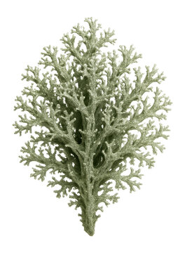 Oakmoss lichen with short, bushy branches and a pale greenish-gray color