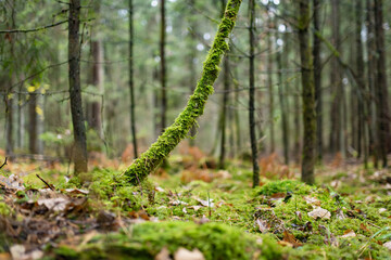 Serene Lithuanian forest with tall pines, moss-covered ground, and lush greenery creating a peaceful, untouched atmosphere.