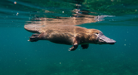 Obraz premium A unique semi-aquatic mammal with a duck-like bill and webbed feet gracefully navigates through the clear, blue water, showcasing its distinctive features.