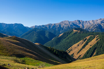 Guozigou alpine grassland forest scenery, Xinjiang, China