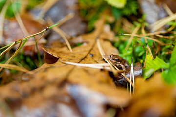 Small brown frog hides among fallen oak leaves, pine needles, and green plants on the forest floor.