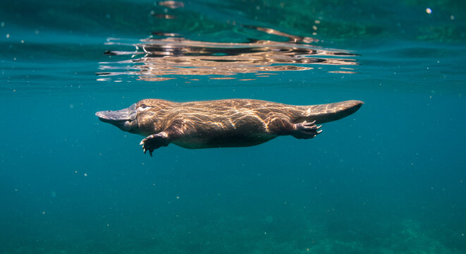 An extraordinary view captures a unique creature gracefully navigating the depths of a tranquil aquatic environment, showcasing its distinctive features and natural habitat.