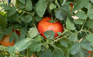 tomatoes in the garden