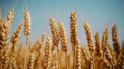 Golden Wheat Stalks Swaying Gently In Summer Sun