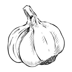 sketch of garlic
