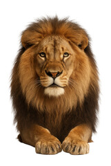 Obraz premium Male lion with thick mane and tawny coat