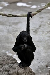 岩の上に座ったクロクモザル