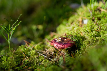 Vivid red mushroom peeks through grass, moss, and pine needles on the forest floor.
