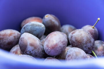 frische Pflaumen