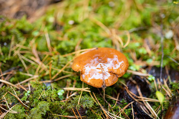 Shiny brown mushroom glistens with moisture among moss, grass, and pine needles on the forest floor.