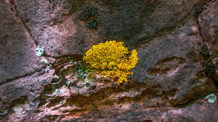 lichen on stone