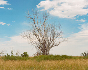 Obraz premium tree in the field