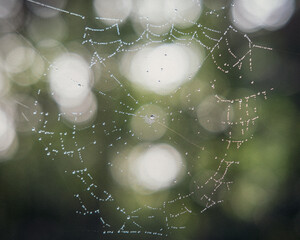 spider web with dew drops