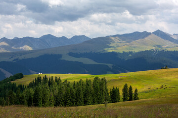 Karakun Grassland Eagle Hunting Platform scenic area grassland forest Tianshan Mountains scenery,...