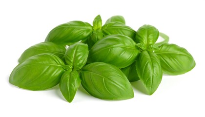 Fototapeta premium Fresh Basil Leaves with Stems Isolated on White Background