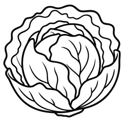 Simple line drawing of a fresh cabbage head
