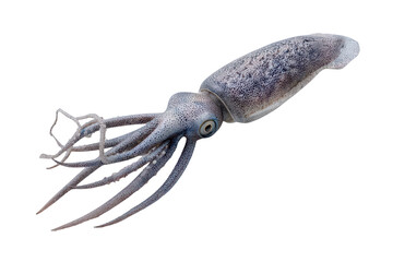 Close-up of a translucent, multi-tentacled squid with focused eye on black background