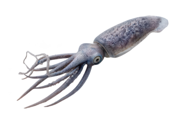 Close-up of a translucent, multi-tentacled squid with focused eye on black background