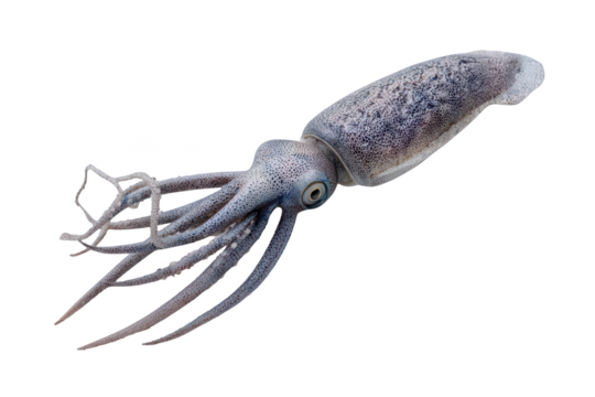 Close-up of a translucent, multi-tentacled squid with focused eye on black background