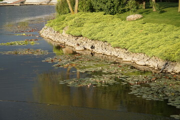 Beautiful canals overgrown with lilies in the park.
