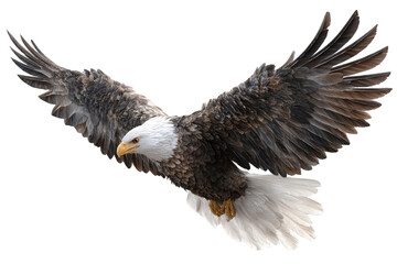 Obraz premium Majestic eagle in flight. Sharp focus on bird's wings and body. White head and tail feathers contrast with dark brown plumage. Powerful stance mid-air