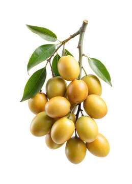 Close up of a cluster of ripe yellow mombin fruits on a branch