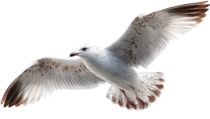 Seagull in mid-flight with wings spread against a dark background
