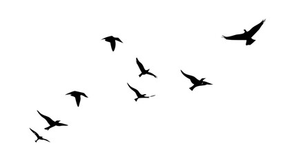 Flock of birds in flight flying migration