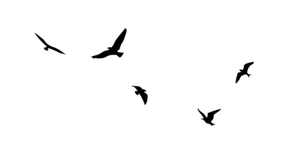 Flock of birds in flight flying nature