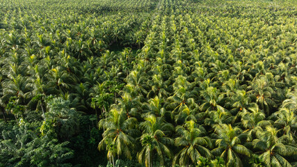 Top view of coconut trees field in the sunrise