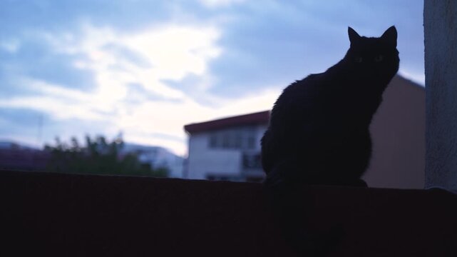Black cat on a terrace fence looking into the camera against a dramatic evening sky and clouds 