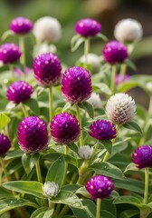 Obraz premium Purple and White Globe Amaranth Flowers in Garden.