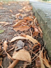 Autumn leaves fallen from the trees lie near the sidewalk
