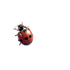 Fototapeta premium A tiny ladybug crawling on white background